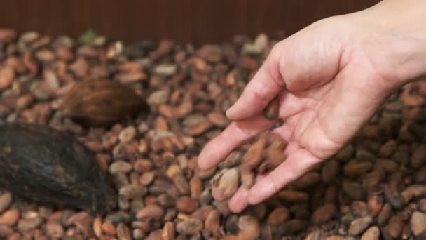 Женщина Поднимает Бросает Сушеные Бобы Какао Поднос Куско Перу — стоковое видео
