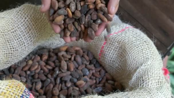 Granos Cacao Secos Ecuador Caen Las Manos Hombre Una Bolsa — Vídeos de Stock