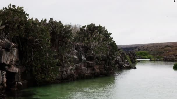 Cactus Poire Épineuse Poussant Sur Une Falaise Isla Genovesa Dans — Video