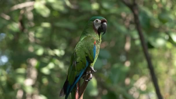 栗ガラス張りコンゴウインコ エクアドルの公園の木の枝に腰掛け — ストック動画