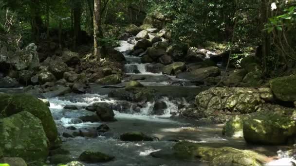 Creek Rainforest Přirozený Most Národním Parku Springbrook — Stock video