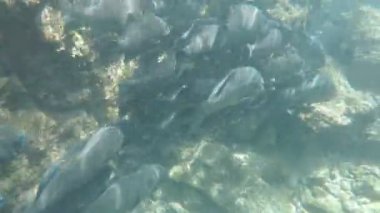 sualtı çekim Isla bartolome galapagos Adaları, Ekvador, gölgeli tatlısu kefali Okulu