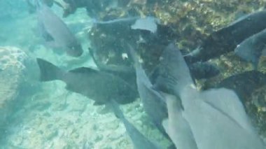 porgy Isla bartolome galapagos Adaları, Ekvador, okulun yakın çekim
