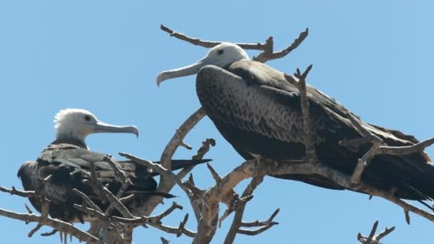 Close Van Vrouwelijke Fregatvogels Een Boom Isla Nde Seymour Galalagos — Stockvideo