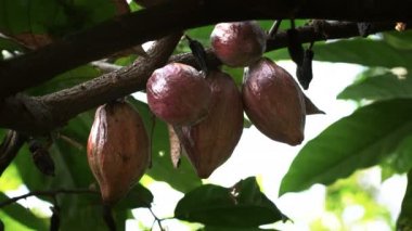bir ağaç Ekvator üzerinde büyüyen beş mor kakao bakla düşük açılı çekim