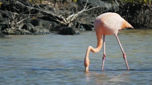 Feeding Flamingo Mangrove Trees Distance Isla Santa Cruz Galapagos Islands — 图库视频影像