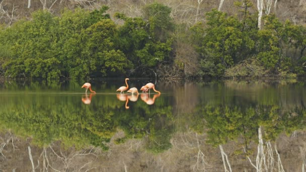 Bandada Flamencos Reflexiones Sobre Una Tranquila Laguna Isla Floreana Las — Vídeos de Stock