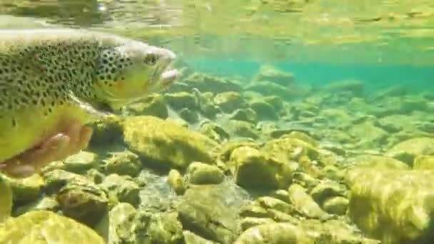 水下的戈普罗拍摄的一个大棕色鳟鱼被释放记录在60P — 图库视频影像