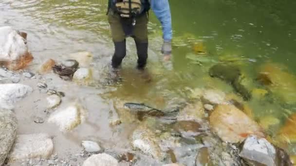一个苍蝇渔夫捡起一条在新西兰清澈的河里捕获的棕色大鳟鱼 — 图库视频影像