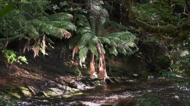 Férfi Páfrány Meglepetés Folyó Franklin Mellékfolyója Nyugati Parton Tasmania Ausztrália — Stock videók