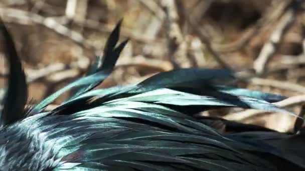 Extrema Cercanía Las Plumas Iridiscentes Frigatebird Las Islas Galalagos Ecuador — Vídeo de stock