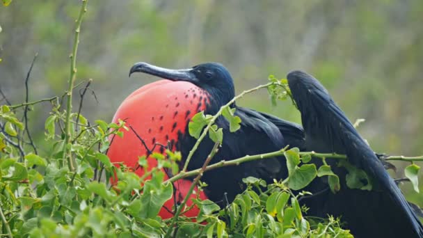 Närbild Parning Manliga Magnifika Fregattfågel Isla Lobos Galalagos Öarna Ecuador — Stockvideo