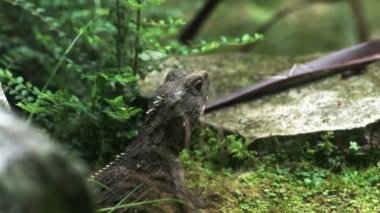 prehistorik görünümlü Yeni Zelanda tuatara kertenkele yakın çekim