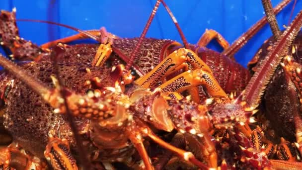 Extrême Gros Plan Homard Rock Méridional Vivant Dans Une Caisse — Video