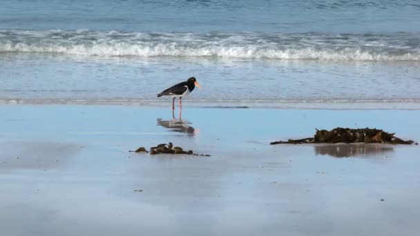 Pied Oyster Catcher Utfodring Picknick Rocks Tasmanien Australien — Stockvideo