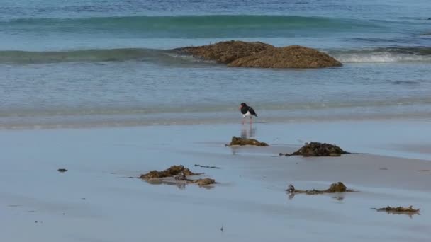 タスマニア州 オーストラリアの東海岸の浜ピクニック岩の上を歩いてオイスター キャッチャーをピエ — ストック動画