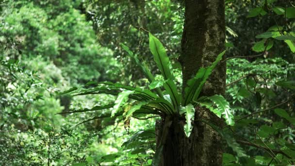 Ptáci Hnízdí Výhony Stromu Springbrook Národního Parku Oblasti Gold Coast — Stock video