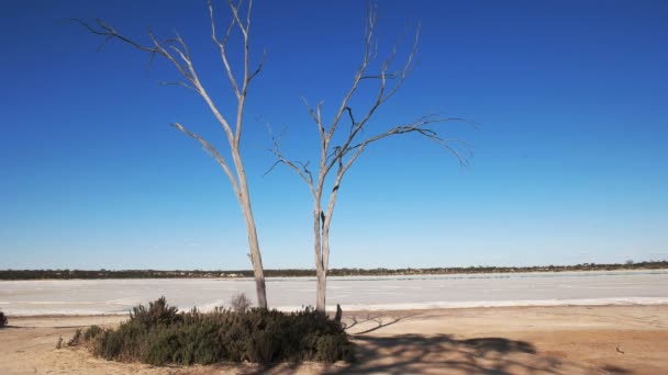 死树在盐锅形成附近的海登 澳大利亚西部 — 图库视频影像