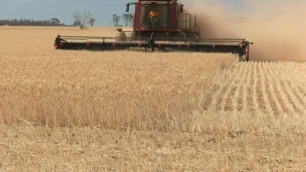 サザンクロス ウェスタン オーストラリア オーストラリア 2015 西オーストラリア産小麦農場で成熟した穀物を収穫ヘッダーのクローズ アップ — ストック動画