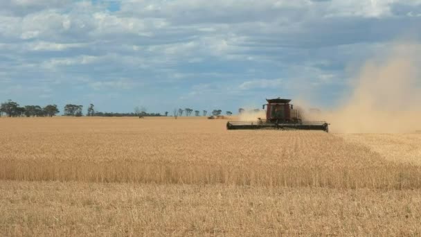 熟した穀物を収穫する西オーストラリア産小麦農場で赤のコンバインを使用します — ストック動画