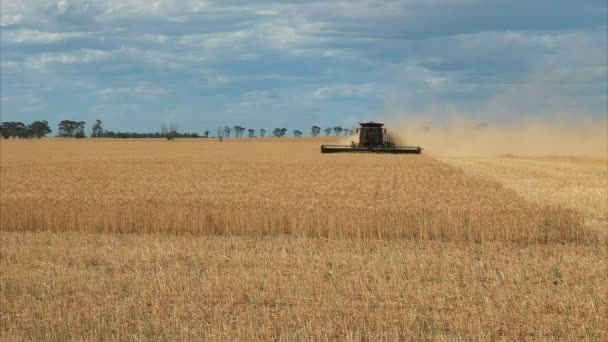 Visão Média Cabeçalho Sendo Usado Uma Fazenda Trigo Australiano Ocidental — Vídeo de Stock