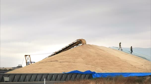 労働者が嵐の接近からそれを保護するために防水シートと西オーストラリア小麦の収穫の一部をカバーするために急いでください — ストック動画