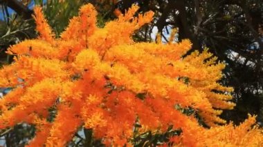 bir Batı Avustralya ile Noel ağacı (Nuytsia floribunda) onun parlak sarı çiçek