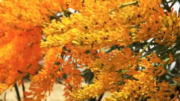 Nahaufnahme Eines Westaustralischen Weihnachtsbaums Nuytsia Floribunda Mit Seinen Leuchtend Gelben — Stockvideo