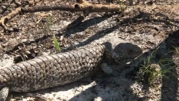 Western Australian Shingleback Lizard Ground — Stock Video