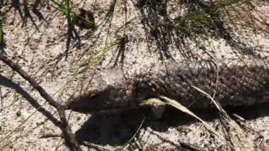 Batı Avustralya shingleback kertenkele yakın çekim