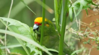üzerinde yeşil bir yaprak besleme Yeni Zelanda sarı tepeli muhabbet, yakın çekim