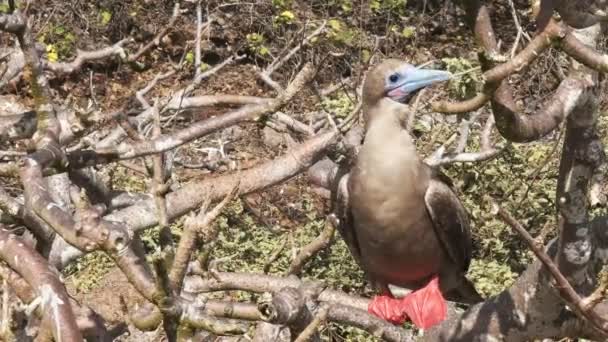 Närbild Röd Footed Booby Uppflugen Ett Träd Isla Genovesa Galalagos — Stockvideo