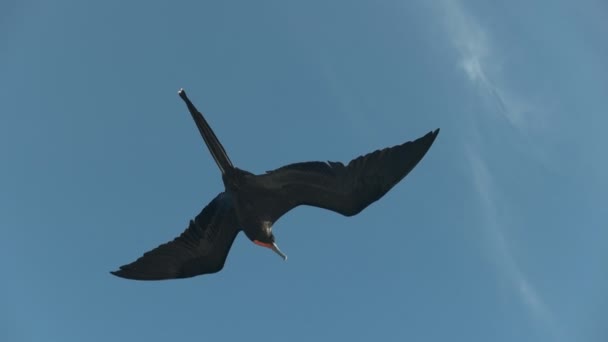 Aşağıdan Görünümünü Galalagos Adaları Içinde Uçan Bir Erkek Frigatebird — Stok video