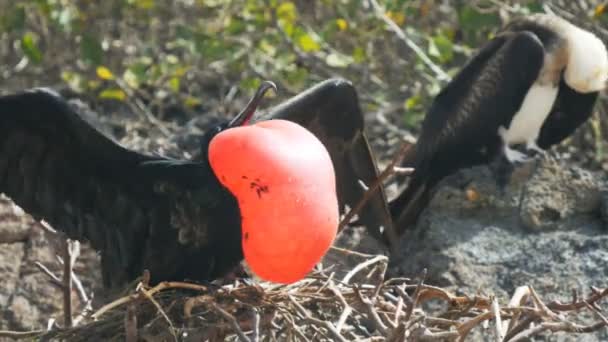 Perto Macho Fêmea Magnífico Frigatebird Isla Genovesa Nas Ilhas Galalagos — Vídeo de Stock
