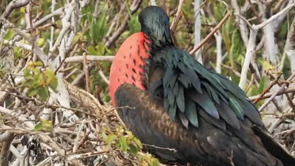 Isla Genovesa Galalagos 에콰도르에 비정상적된 Gular Sac와 웅대한 Frigatebird의 클로즈업 — 비디오