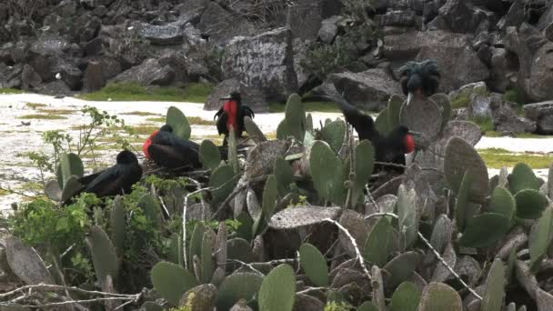 在厄瓜多尔加拉帕岛的伊斯拉根诺韦萨的仙人掌植物上筑巢的几只雄性护卫舰 — 图库视频影像