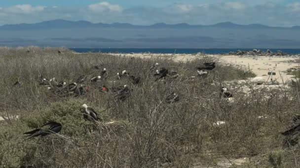 在厄瓜多尔加拉帕市西摩岛上筑巢的护卫舰鸟的宽镜头 — 图库视频影像