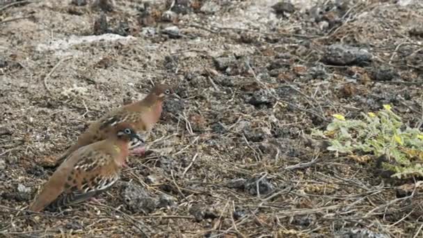 Spårning Skott Födosök Galapagos Duvor Isla Genovesa Galapagosöarna Ecuador — Stockvideo