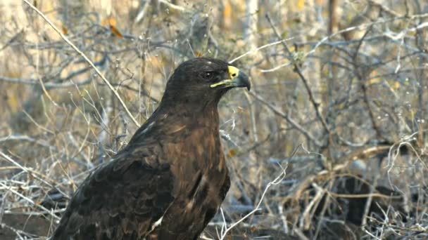 ガラパゴス諸島は エクアドルのイスラ サンタフェに大人のガラパゴス ホークのクローズ アップ — ストック動画