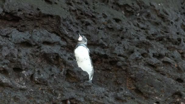 在加拉帕戈斯群岛的岛上的岩石海岸上的一只加拉帕戈斯企鹅 — 图库视频影像