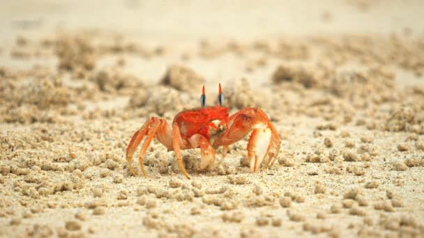 Ghost Crab Cerro Brujo Beach Isla San Cristobal Galapagos Islands — Stock Video