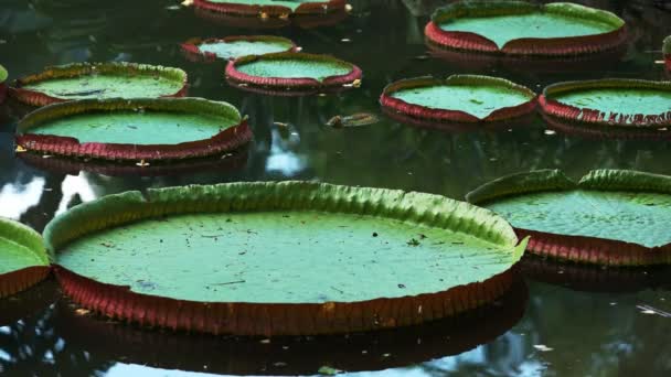 Close Van Grote Ronde Bladeren Van Een Gigantische Amazon Waterlily — Stockvideo