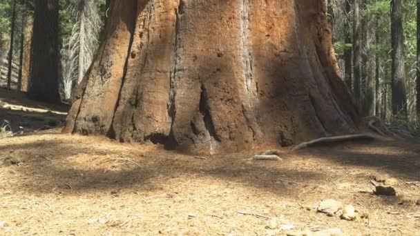 Κλίση Μέχρι Πλάνο Ενός Γίγαντα Sequoia Δέντρο Εθνικό Πάρκο Yosemite — Αρχείο Βίντεο