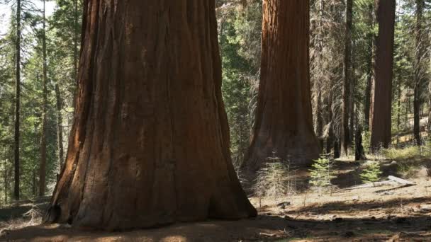 Primer Plano Árbol Tuolumne Grove Sequoias Gigantes Yosemite Parque Nacional — Vídeo de stock