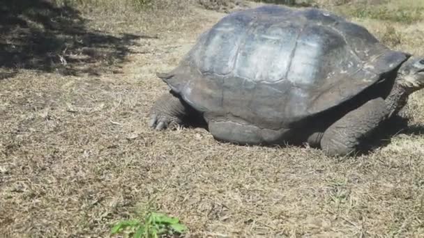 Axis Gimbal Shot Walking Large Giant Tortoise Isla Santa Cruz — Stock Video