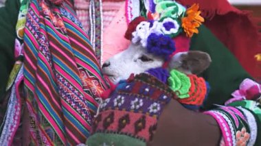 Cusco, peru bir kız tarafından tutulan bir bebek Lama Başkanı yakın çekim