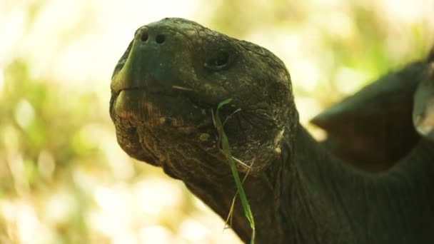 Hoge Sleutel Extreme Close Van Een Reuzenschildpad Isla Santa Cruz — Stockvideo