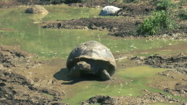 Giant Tortoise Climbs Out Waterhole Isla Santa Cruz Galapagos Islands — Stock Video