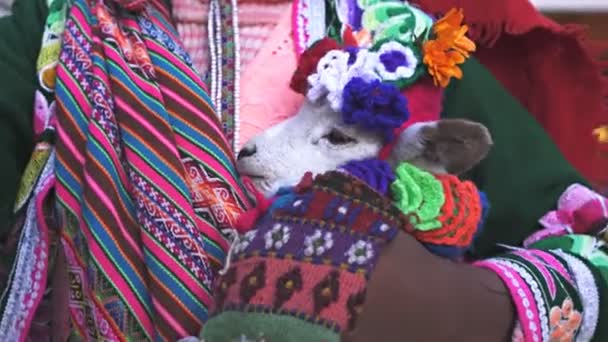 Cusco Peru Bir Kız Tarafından Tutulan Bir Bebek Lama Başkanı — Stok video