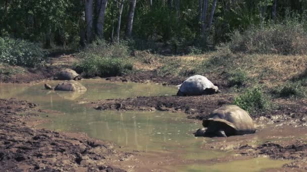 Een Aantal Van Reuze Schildpadden Ontsnappen Aan Hitte Een Waterput — Stockvideo